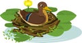 Mother wild duck mallard or Anas platyrhynchos sits in nest and yellow water-lily plants